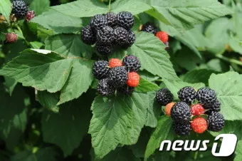 라즈베리 재배 지주 설치 가지 전정 순 지르기_10