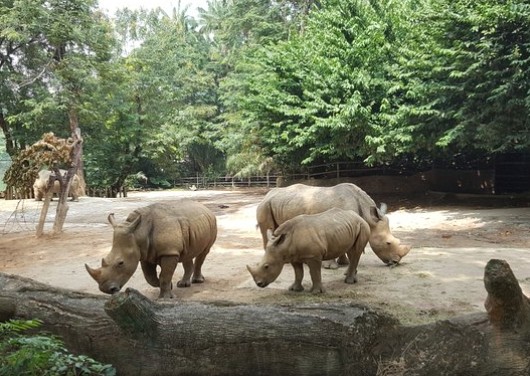 싱가포르 동물원 관련 사진