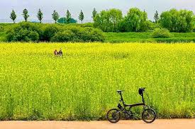 2024 창릉천 유채꽃 축제 특징