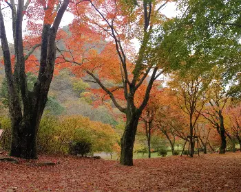 내장산 단풍_11
