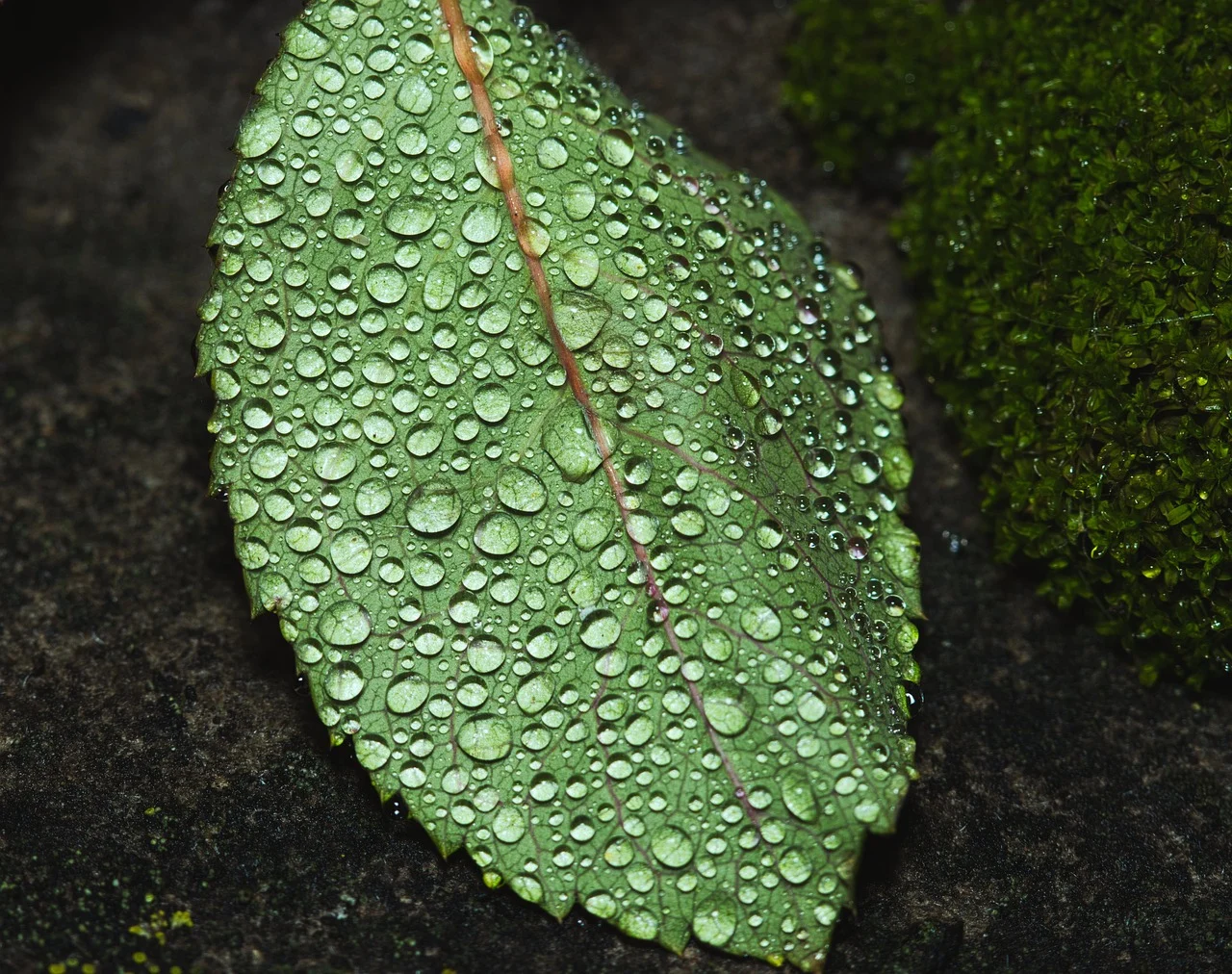 제19편 현재 편향(Hyperbolic Discounting): 우리는 왜 미래의 이익을 체계적으로 과소평가하는가