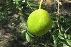 와일드망고 효능11