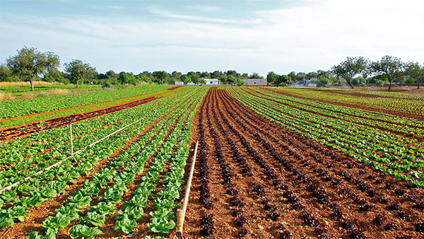텃밭작물파종시기