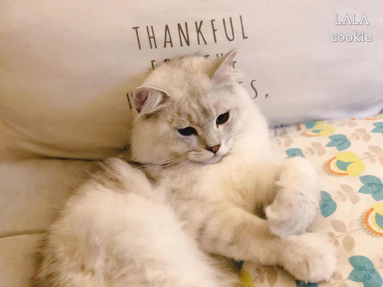 아기고양이-습식사료-추천-누워있는-고양이