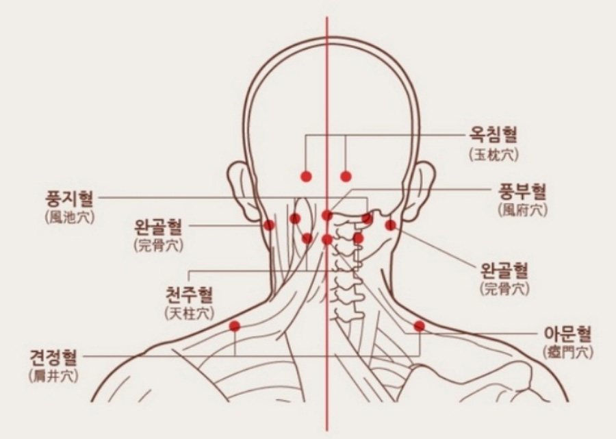 인체의 365혈 중에 목 뒷쪽에 있는 풍지, 옥침, 풍부, 완골, 천주 아무, 견정혈의 위치를 그린 그림