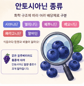 안토시아닌-효능-음식-종류-블루베리-영양제-추천-제품