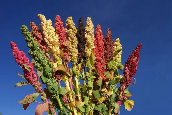퀴노아 재배 배수성 좋은 흙 고온 건조 적응 수확_3