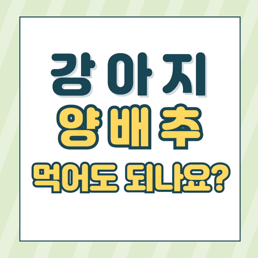 강아지양배추