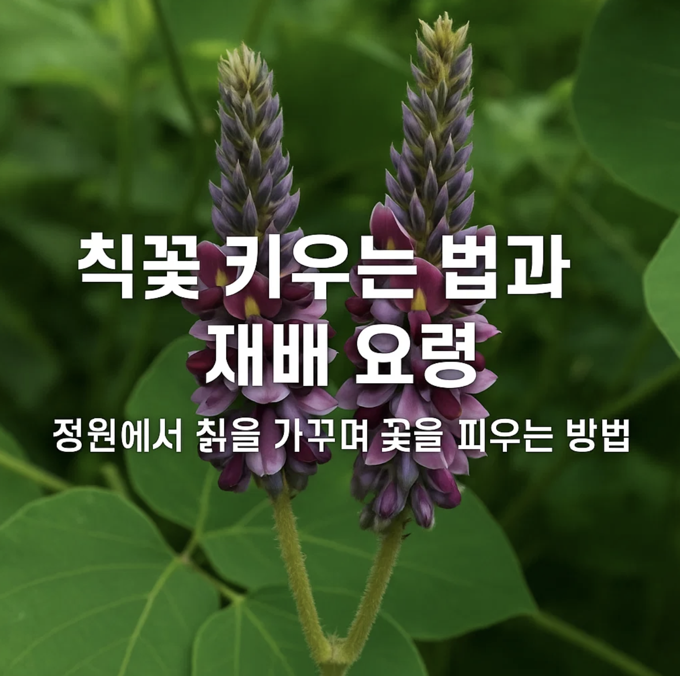 칡꽃 키우는 법과 재배 요령, 정원에서 칡을 가꾸며 꽃을 피우는 방법