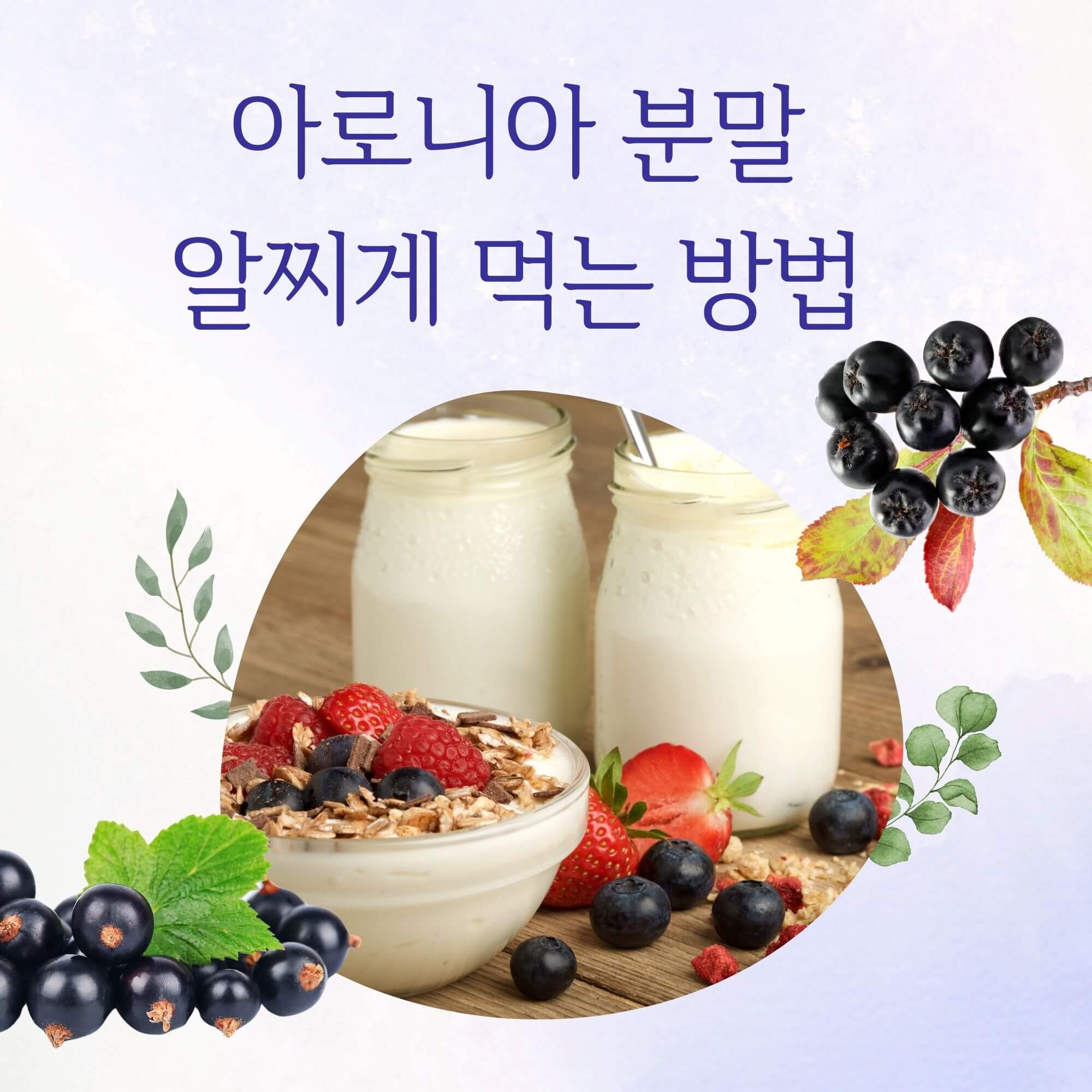 아로니아 분말 효능