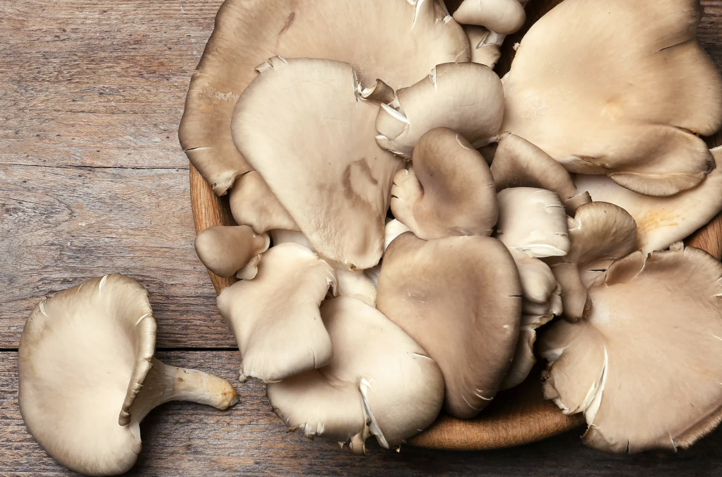 느타리버섯 제철