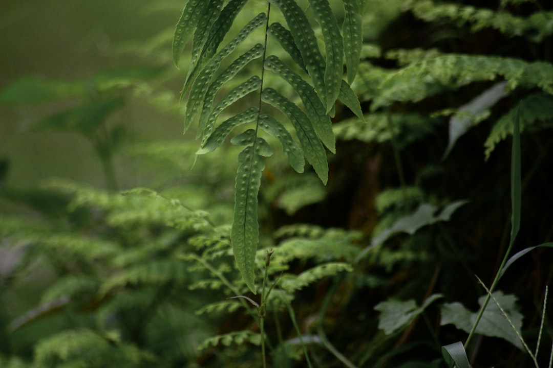 'Natural'
