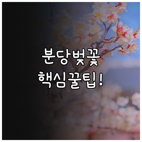 성남시 분당 지역별 벚꽃 개화 일정 ..