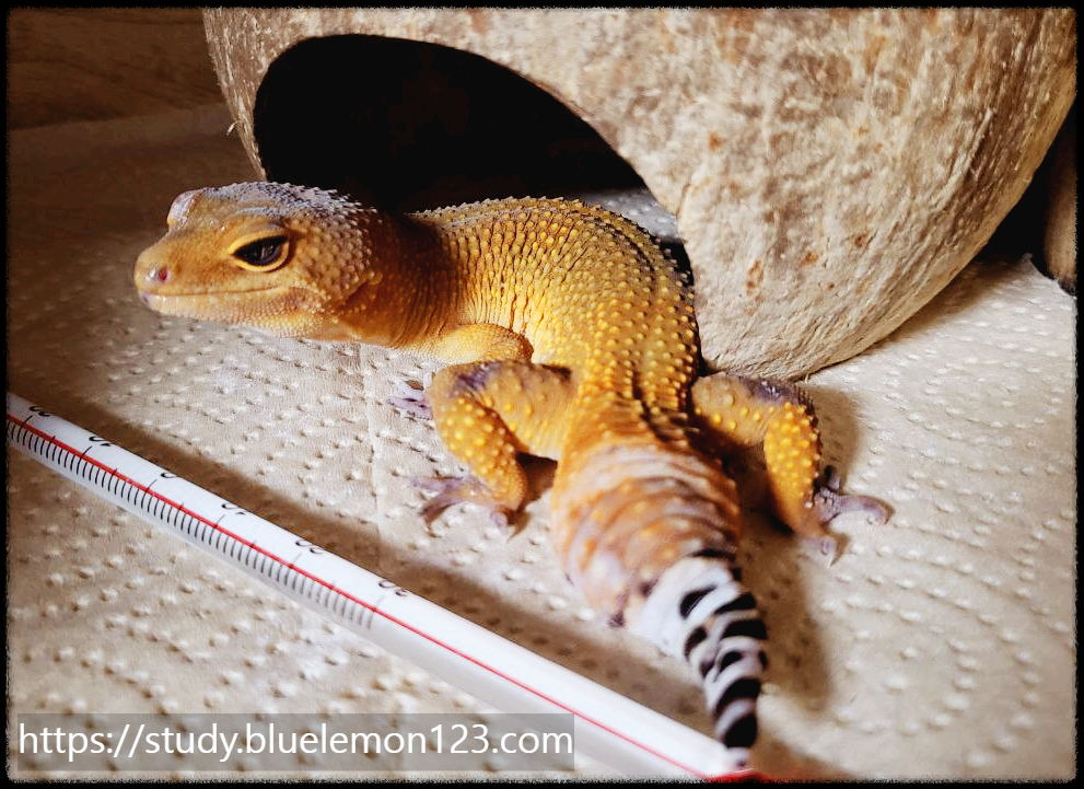 레오파드 게코 번식 노하우