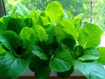 얼갈이배추 재배법과 요령, 기간, 물주기, 파종하는 법, 파종시기_51