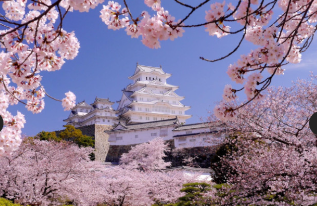 2026 벚꽃 개화시기 전국 지도 확인 및 서울 경주 진해 벚꽃 축제 명소 구경하기 좋은 곳 추천