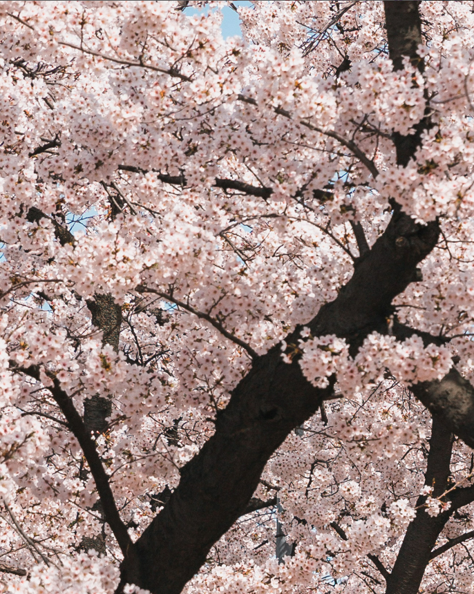 2025 여의도 벚꽃축제 일정