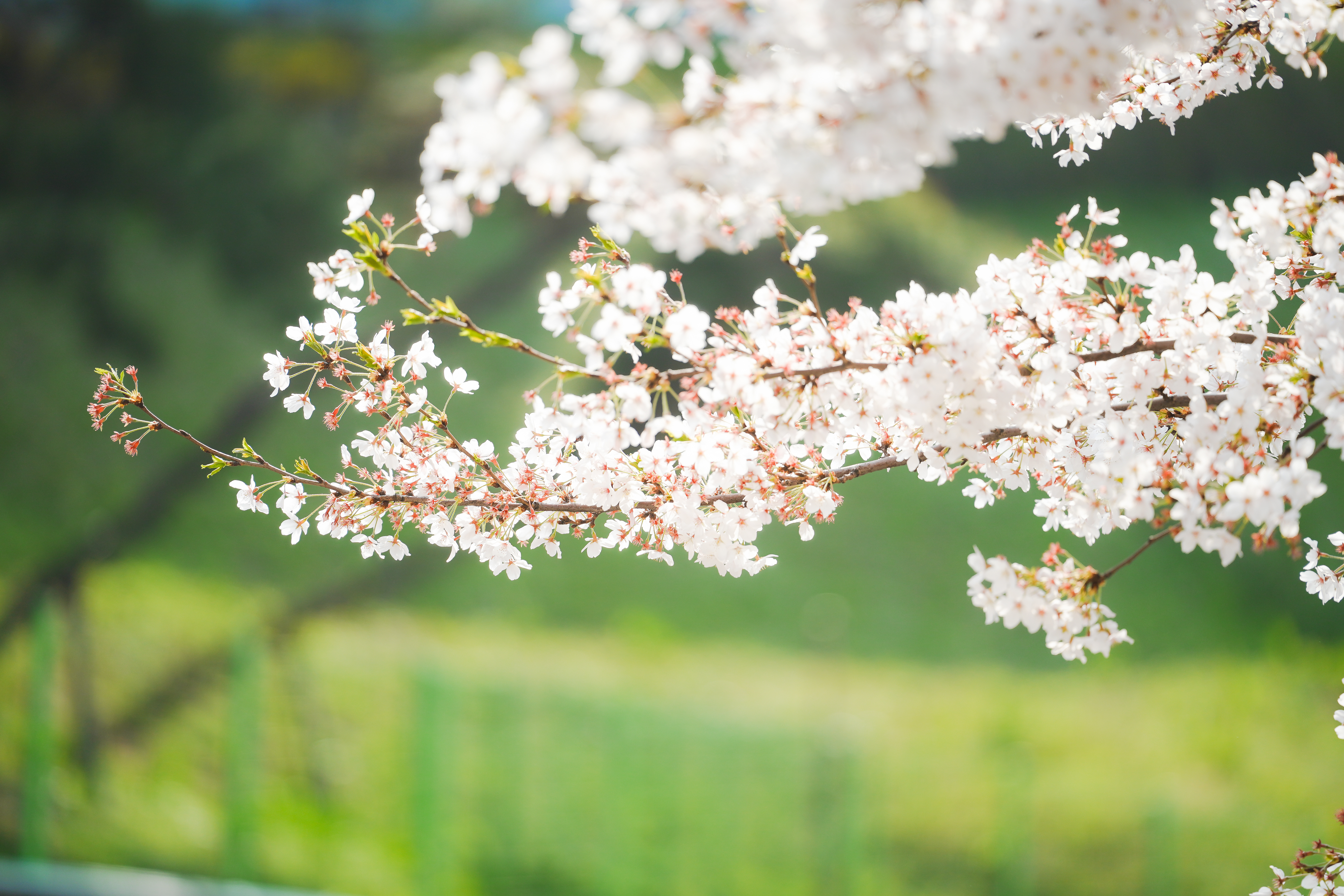 수서 탄천길 벚꽃