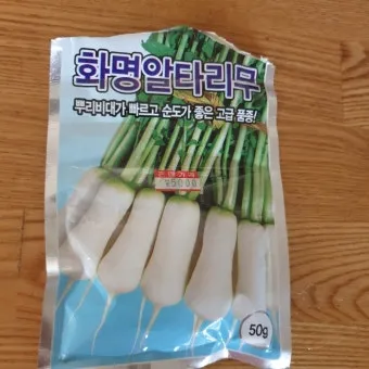 알타리무 파종시기 핵심 포인트_25