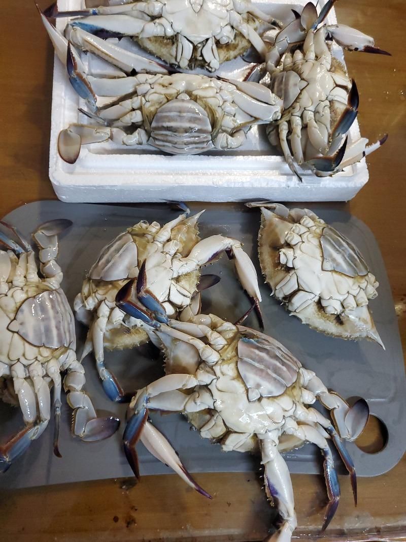 꽃게