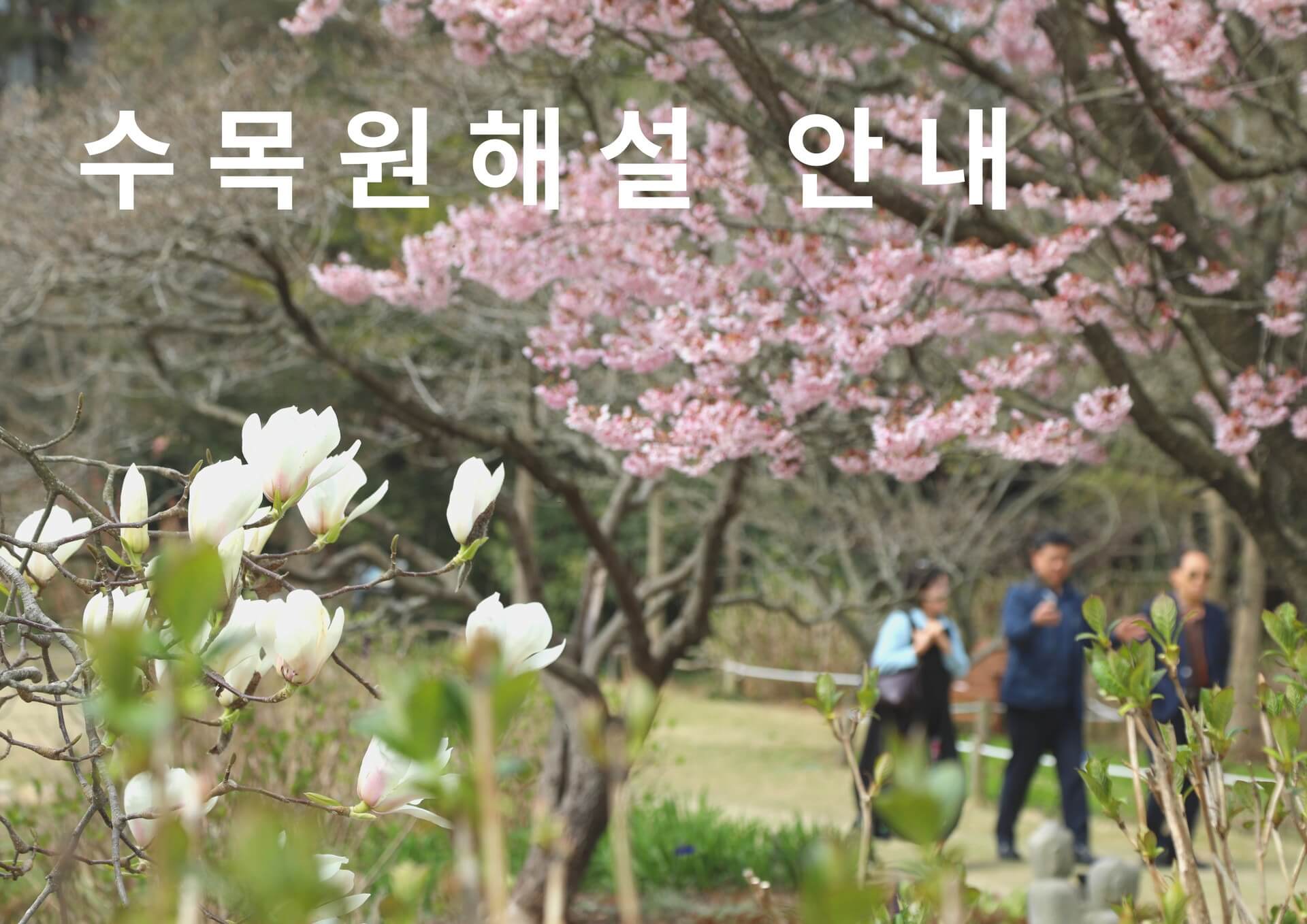 지금 인기 급상승! 수국 인생샷 명소 한눈에 정리