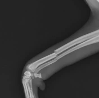 강아지 슬개골 탈구 증상&amp;#44; 수술 비용과 예방까지 한 번에 정리