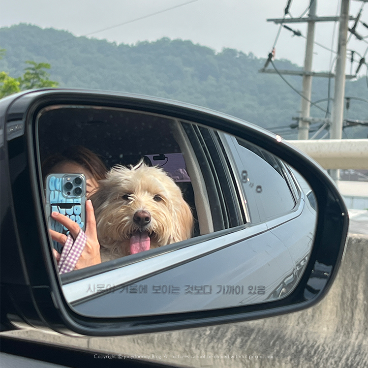 캠핑장 가는 강아지