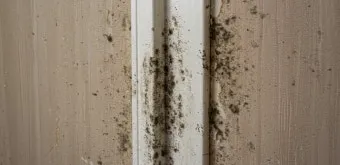 장마철 곰팡이 제거방법 꿀팁 정리 완벽 가이드_21