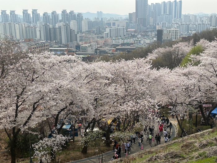 도당산 벚꽃3
