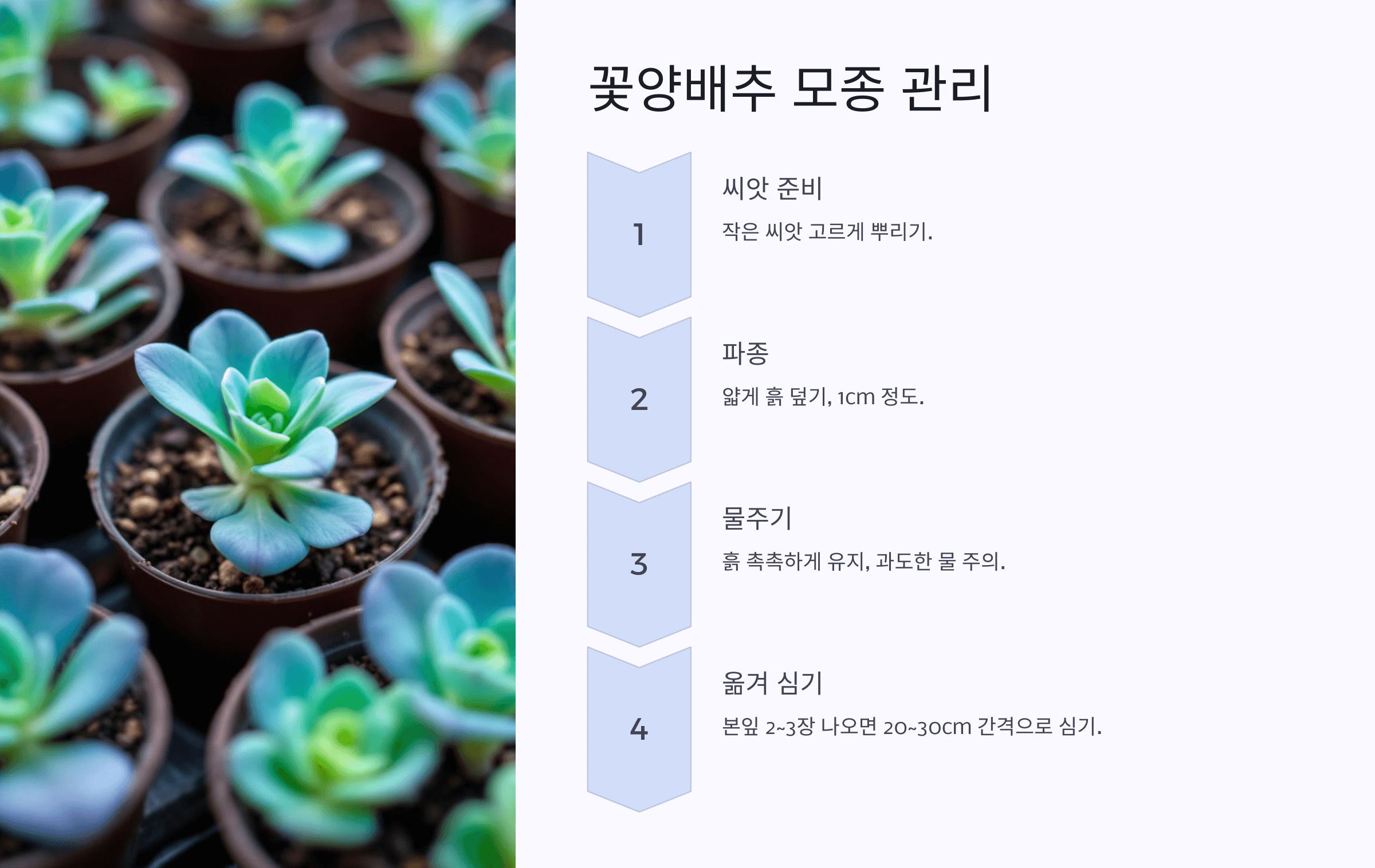 꽃양배추 사진입니다.