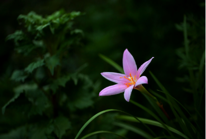 세계에서 가장 비싼 향신료 사프란의 비밀