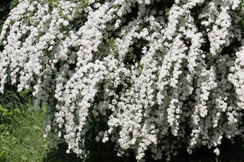 이팝꽃 명소, 조팝나무 이팝나무 차이와 꽃말 개화시기