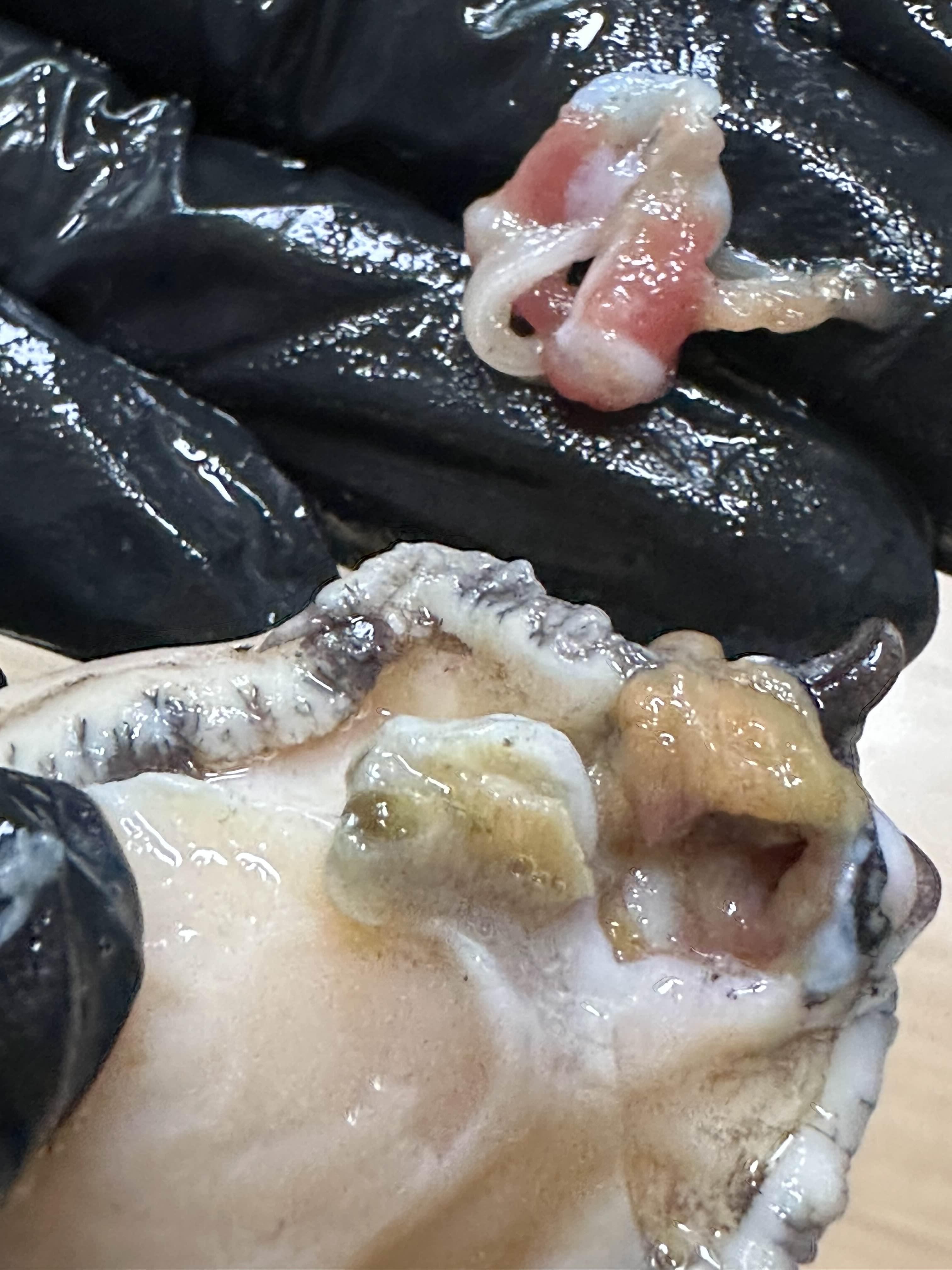 전복을 손질하는 과정