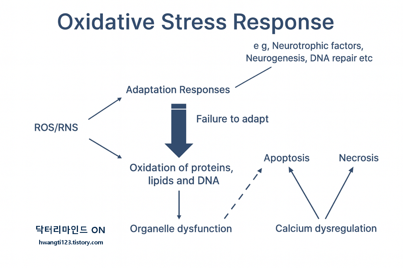 Oxidative Stress Responses Flow chart