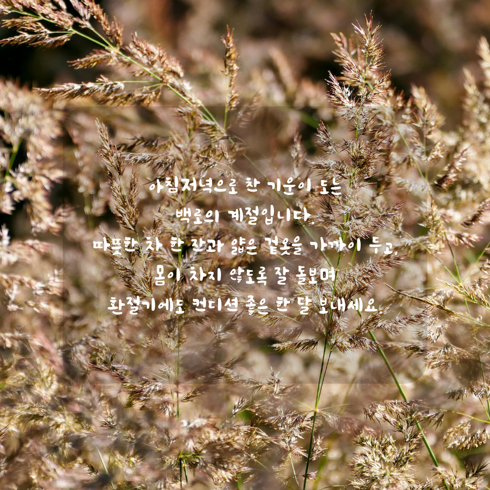 9월 백로 인사말 - 따뜻한 차와 환절기 건강