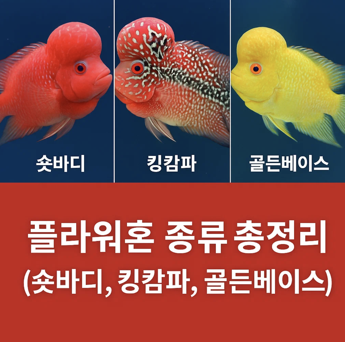 플라워혼 종류 총정리 (숏바디, 킹캄파, 골든베이스)