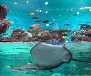 삼성동 코엑스 아쿠아리움