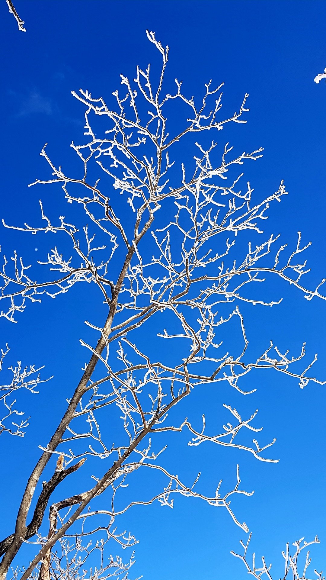 울산 가지산02 설경과 상고대
