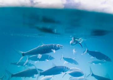 낚시터 창업에 대하여 알아보기