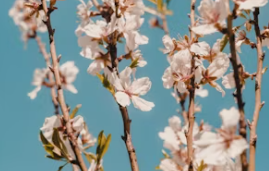 3월 인사말 문구 모음 3월인사말씀 메시지 문구