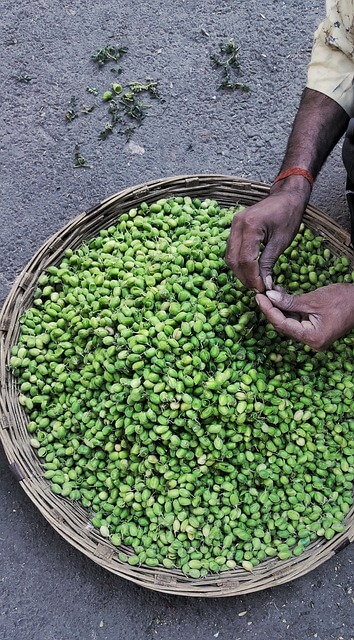 녹두-수확-방법