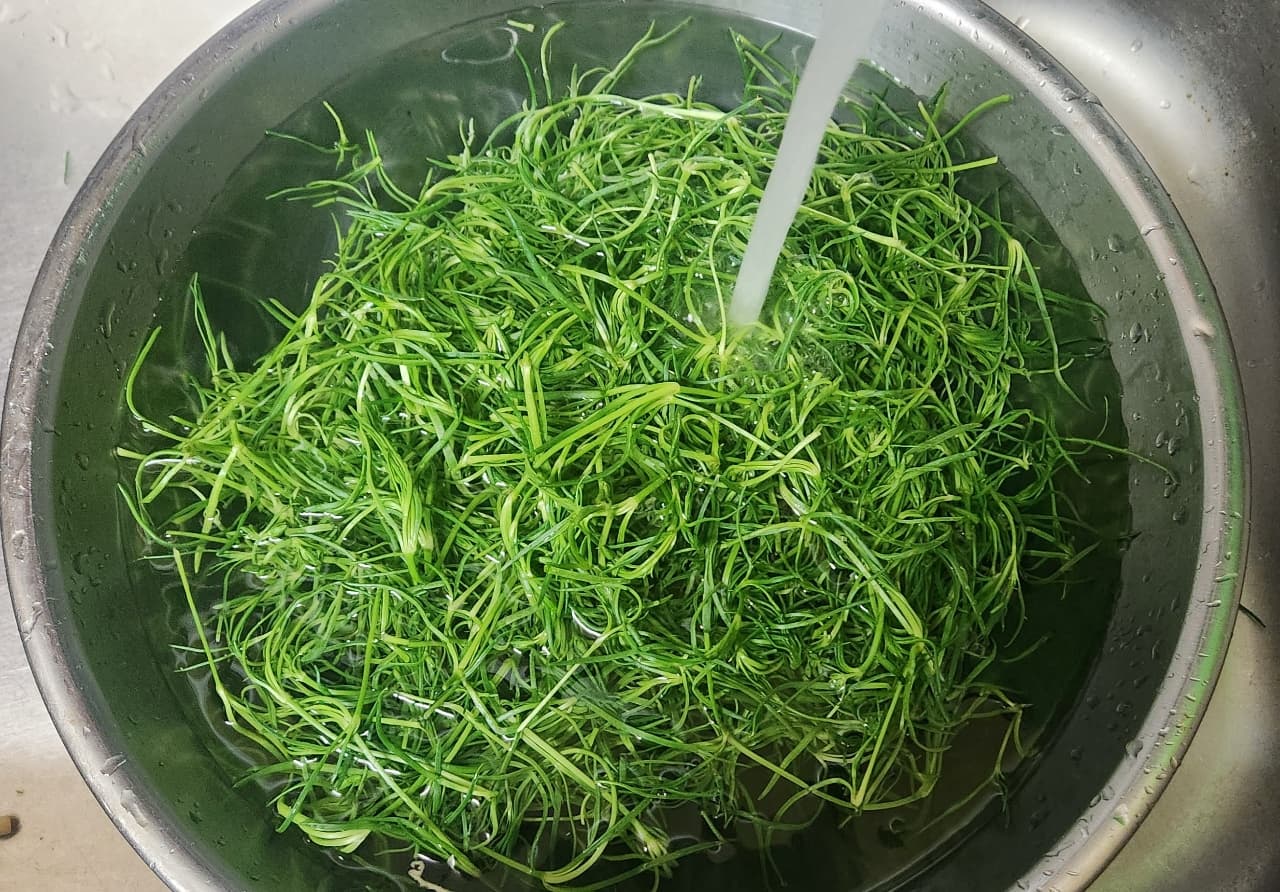 세발나물 – 바다 내음 가득한 봄철 건강 나물, 다이어트에도 효과적!