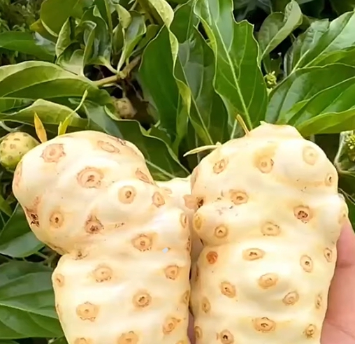 노니 효능 부작용