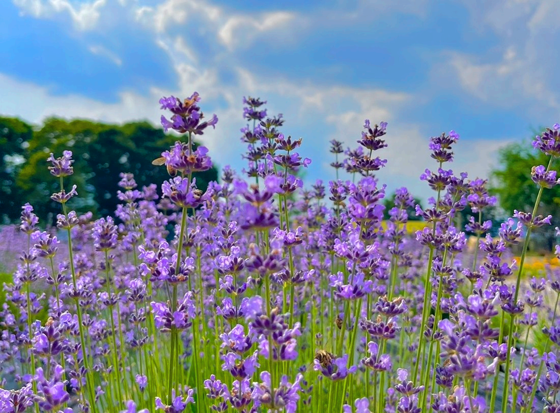 라벤더 꽃