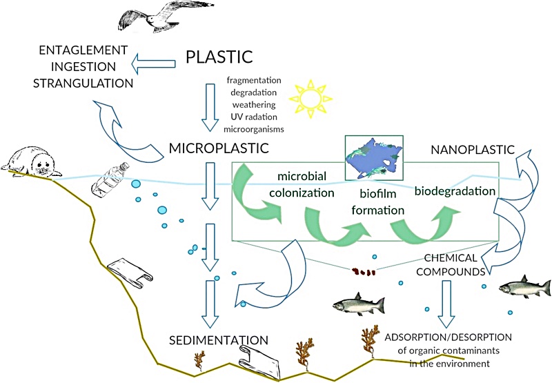 먹이사슬을 통한 미세 플라스틱 이동 과정