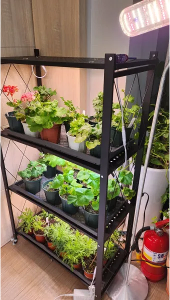 식물등 설치 위치높이 시간대설정 광량부족 해결 겨울철 성장 돕기_15