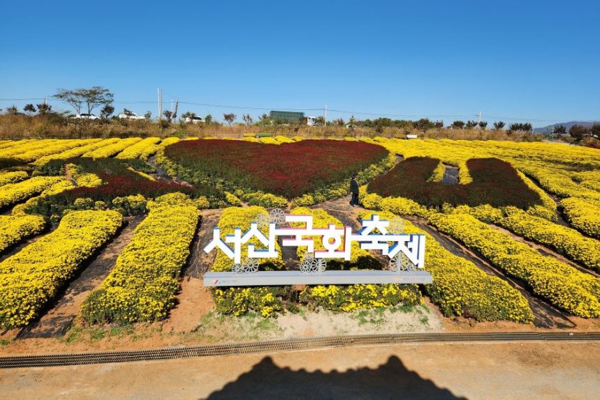 서산국화축제