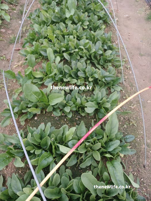 시금치 효능의 건강한 혈액 생성을 돕는 철분과 엽산이 가득한 실사진