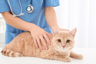 병원에서 진찰을 받는 고양이.