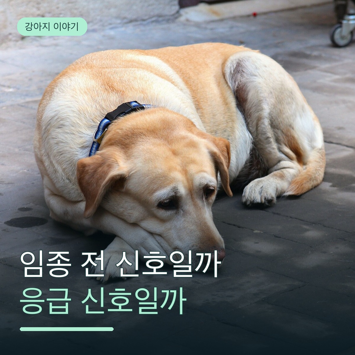 강아지가 평소와 달라졌다면, 임종 전 신호와 응급 신호 구분하는 법